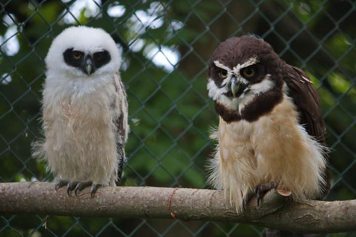 Spectacled Owl