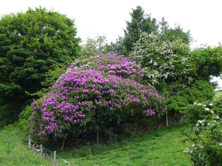 Rhododendren