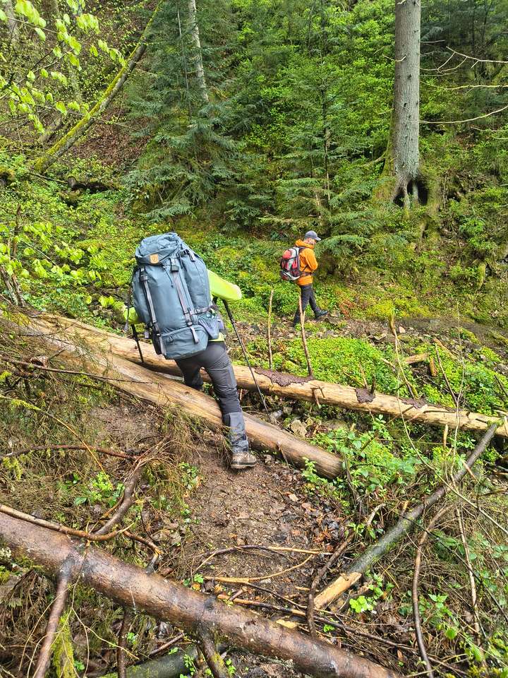 Ein Wanderer steigt über einen umgestürzten Baum