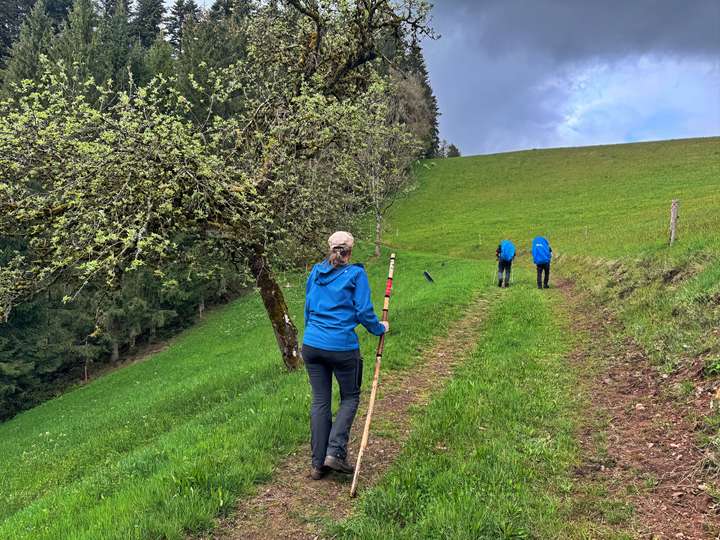 Vier Wanderer auf einem Wirtschaftsweg
