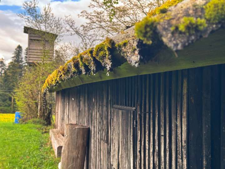 Alte Holzregenrinne mit Moos, von der Wasser tropft