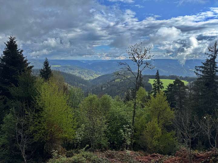 Blick vom Teisenkopfturm über den Schwarzwald