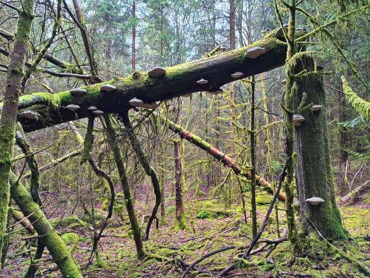 Ein umgeknickter Baum mit vielen Baumpilzen 