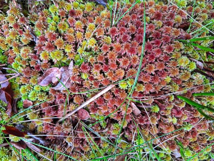 Schönes grünes und rotes Moos