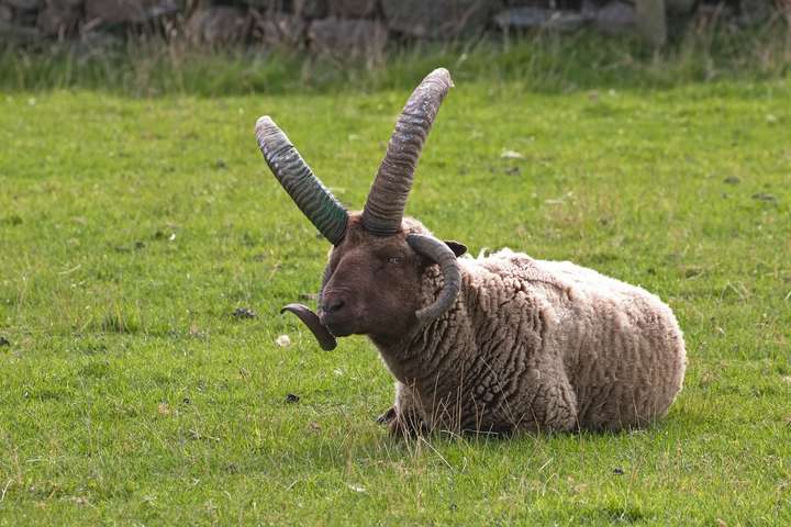 Loaghtan Schaf